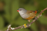 Image. Yellow-bellied Waxbill