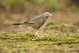 Image. Yellow-billed Babbler