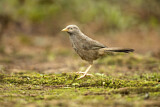 Image. Yellow-billed Babbler