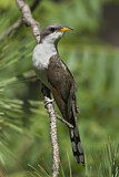 Image. Yellow-billed Cuckoo