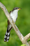 Image. Yellow-billed Cuckoo