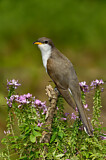 Image. Yellow-billed Cuckoo