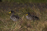 Image. Yellow-billed Duck