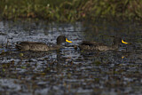 Image. Yellow-billed Duck