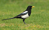 Image. Yellow-billed Magpie