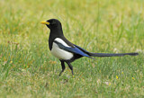 Image. Yellow-billed Magpie