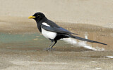 Image. Yellow-billed Magpie