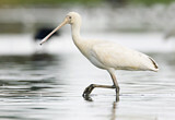 Image. Yellow-billed Spoonbill