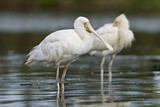 Image. Yellow-billed Spoonbill