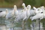 Image. Yellow-billed Spoonbill