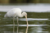 Image. Yellow-billed Spoonbill