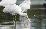 Image. Yellow-billed Spoonbill