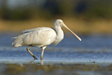 Image. Yellow-billed Spoonbill