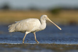Image. Yellow-billed Spoonbill