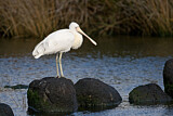 Image. Yellow-billed Spoonbill
