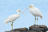 Image. Yellow-billed Spoonbill