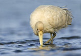 Image. Yellow-billed Spoonbill