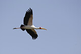 Image. Yellow-billed Stork