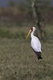 Image. Yellow-billed Stork