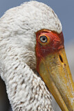 Image. Yellow-billed Stork