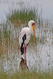 Image. Yellow-billed Stork