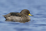 Image. Yellow-billed Teal