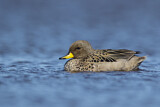 Image. Yellow-billed Teal