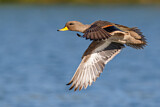 Image. Yellow-billed Teal