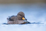 Image. Yellow-billed Teal