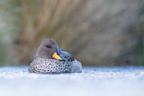 Image. Yellow-billed Teal