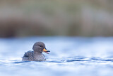 Image. Yellow-billed Teal