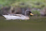 Image. Yellow-billed Teal