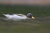 Image. Yellow-billed Teal