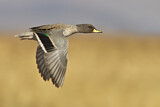 Image. Yellow-billed Teal