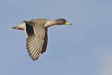 Image. Yellow-billed Teal
