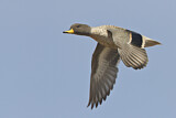 Image. Yellow-billed Teal