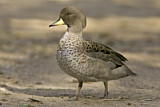 Image. Yellow-billed Teal