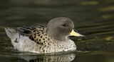 Image. Yellow-billed Teal