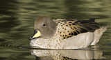 Image. Yellow-billed Teal