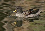 Image. Yellow-billed Teal