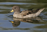 Image. Yellow-billed Teal