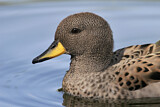 Image. Yellow-billed Teal