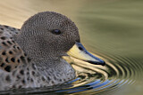 Image. Yellow-billed Teal