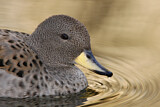 Image. Yellow-billed Teal