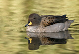 Image. Yellow-billed Teal