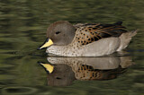 Image. Yellow-billed Teal