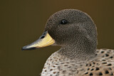 Image. Yellow-billed Teal