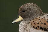 Image. Yellow-billed Teal