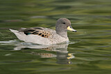 Image. Yellow-billed Teal