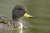 Image. Yellow-billed Teal